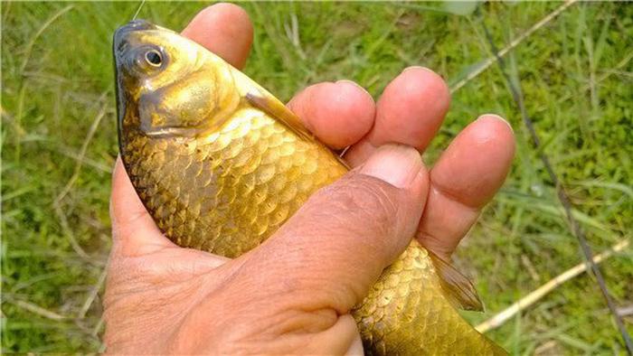 钓鱼人：这样的渔获你打几分，黄灿灿的颜色是不是就是野生的？