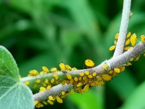 花卉植物常见的三大虫害，防治虫害用内吸和生物消虫