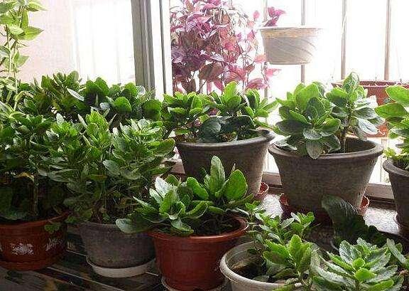 家庭种植花草，很容易滋生虫害，不用喷施农药，也能清除