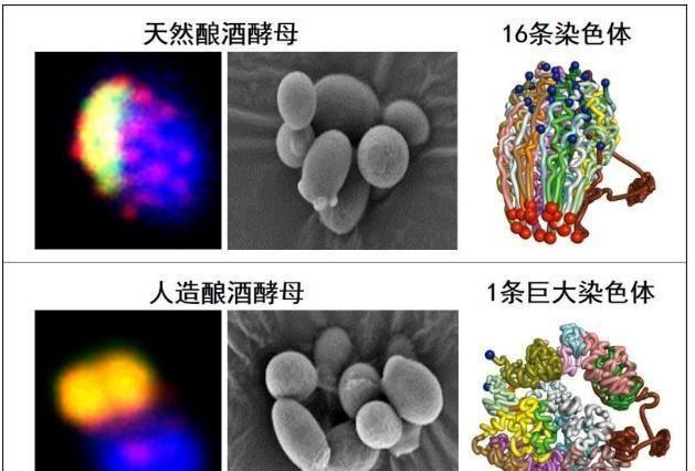 2019年会是中国学术元年，CNS主刊大爆发，学术丑闻也将常态化！