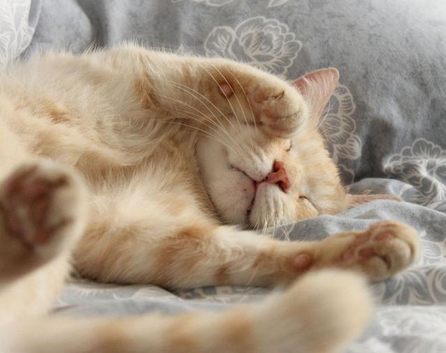 猫咪喜欢睡在主人头上的原因​