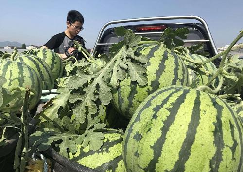 瓜农卖不动，顾客买不起，西瓜“成灾”问题究竟在哪？