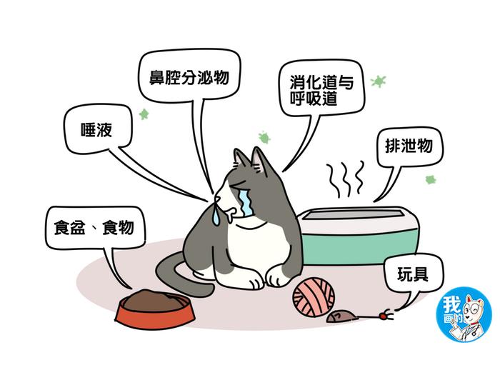 猫咪患上猫白血病很可怕？死亡率高且难治愈，但发病率只有2%~3%