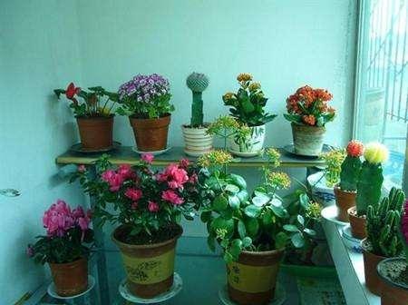 家庭种植花草，很容易滋生虫害，不用喷施农药，也能清除