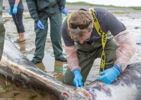 渔民海边发现一庞大鲸鱼尸, 专家解剖后, 让人遗憾不已