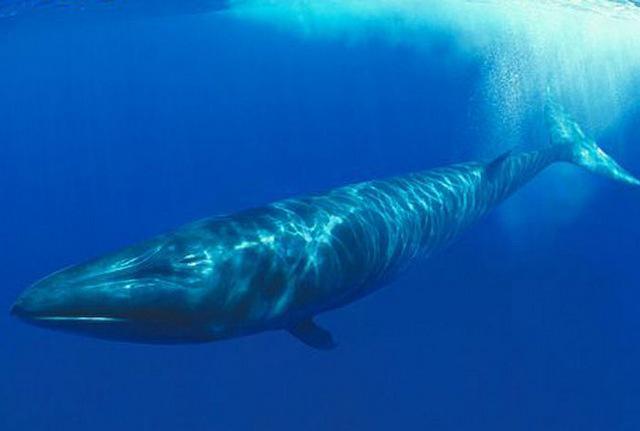 地球上10大最厉害的鲸鱼，很多都濒临灭绝，你都知道吗？