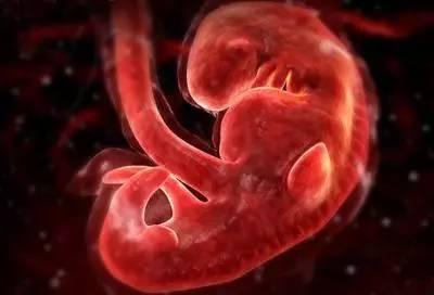 胎儿发育全过程图，原来胎宝宝在妈妈肚子里面是这样长大的，神奇