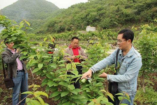 贵州大学：集众力，让精品水果出山里！