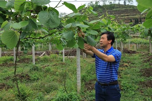 贵州大学：集众力，让精品水果出山里！