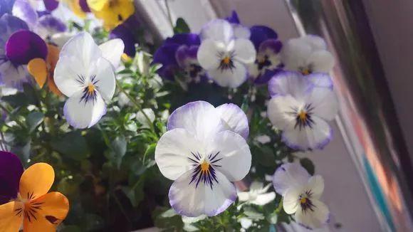 冻不死的13种花，越冷越绽放，冬天照样赏花