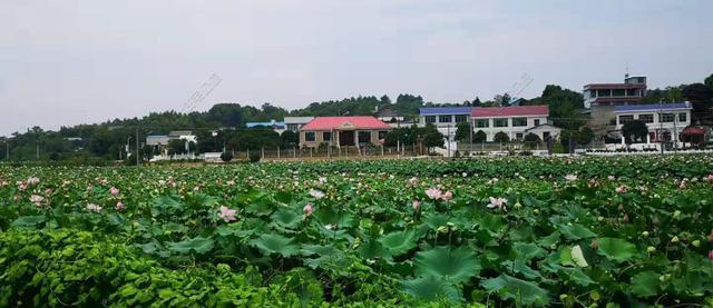 河南老哥为父母盖农村别墅，50万建成农家小院，惊艳十里八乡