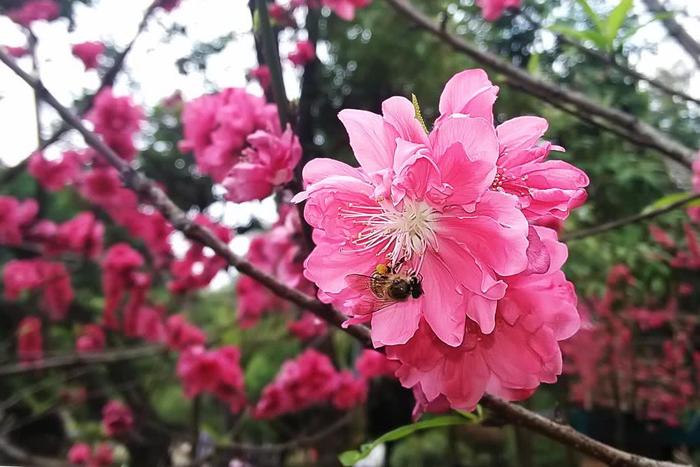 去年今日此门中，人面桃花相映红，十里桃花开，灼灼晃人眼