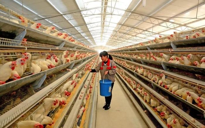 一家养鸡场的商业实践：循环农业+农旅结合（附案例剖析）