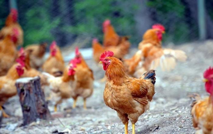 一家养鸡场的商业实践：循环农业+农旅结合（附案例剖析）