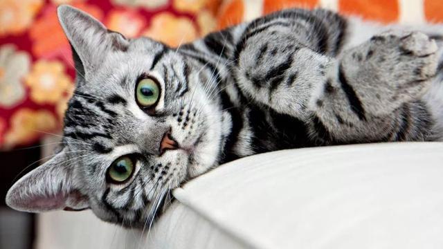 关于最好养的品种猫——美短，你了解多少？