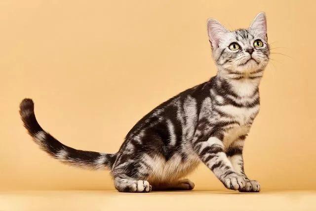关于最好养的品种猫——美短，你了解多少？