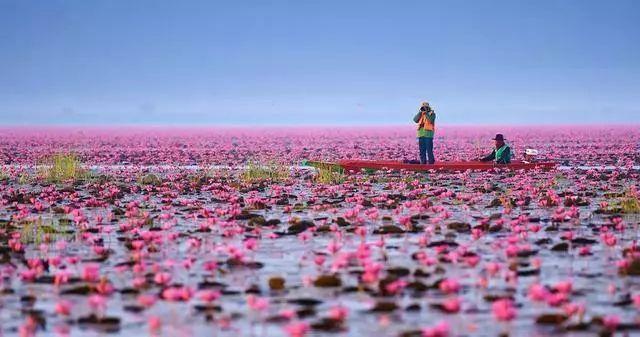 世界第二大奇观，泰国乌隆“红莲花海”盛开，冬季打卡正当时