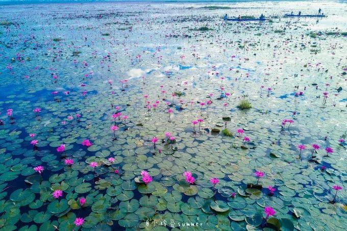 世界第二大奇观，泰国乌隆“红莲花海”盛开，冬季打卡正当时