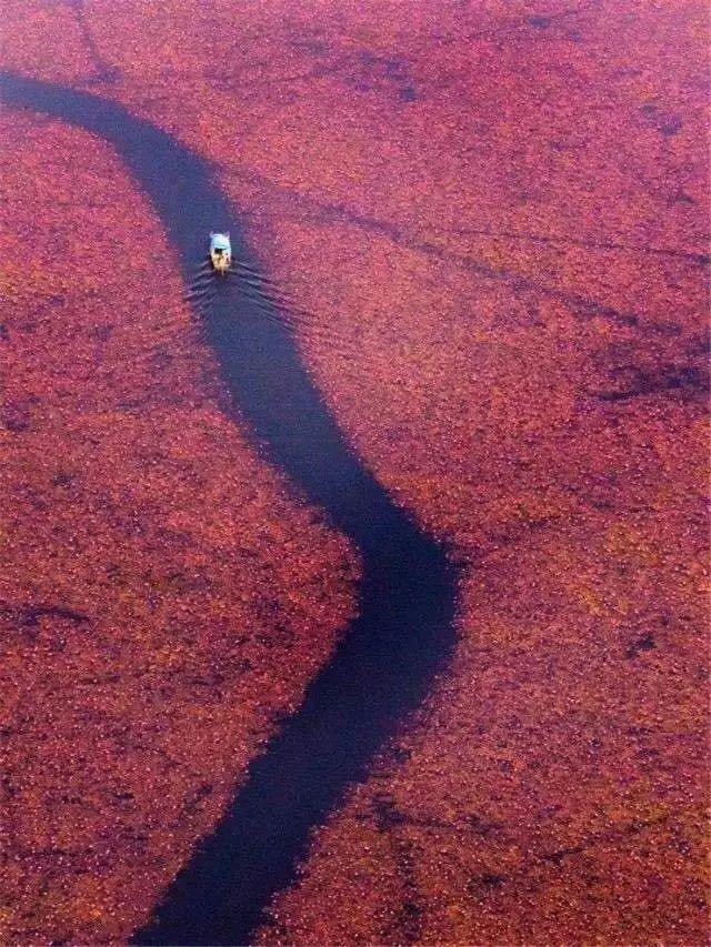 世界第二大奇观，泰国乌隆“红莲花海”盛开，冬季打卡正当时