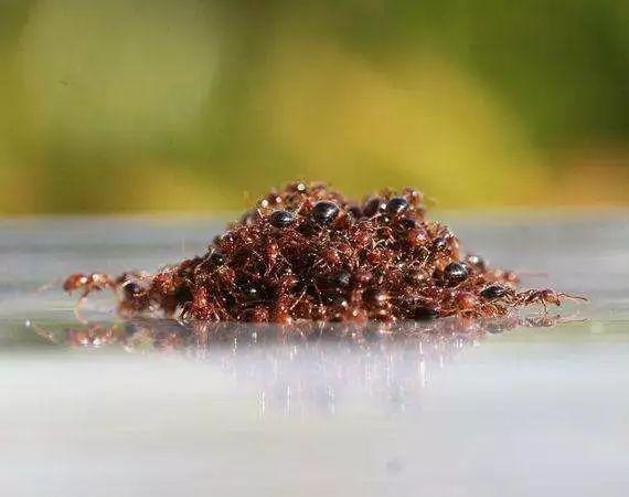 研究发现：火蚁救生筏，会随着流体力的变化，而做出不同反应！