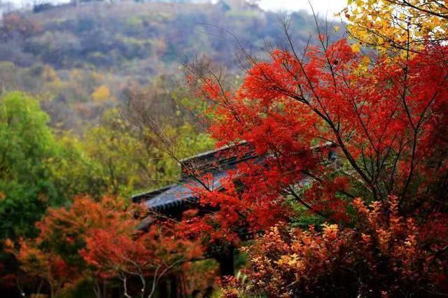 赏尽金陵的秋——栖霞山进入最佳赏枫期