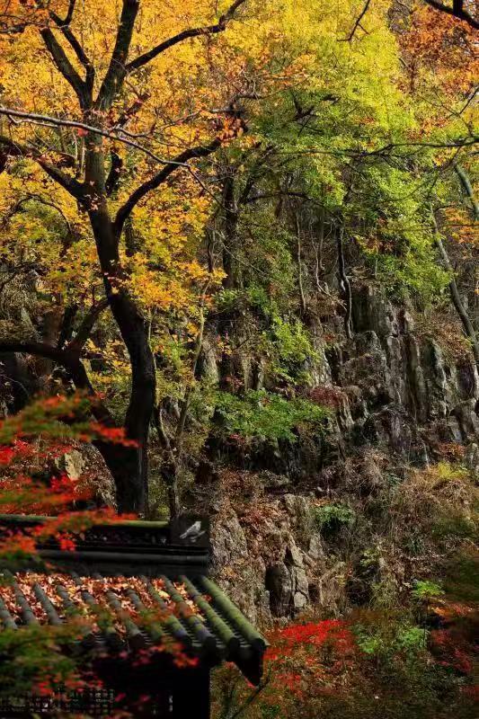 赏尽金陵的秋——栖霞山进入最佳赏枫期