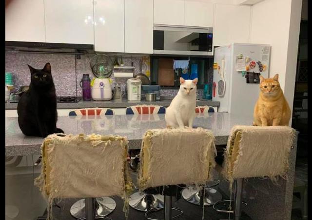主人起床迟了，三只猫咪坐在饭桌上虎视眈眈看他，看到椅子我笑了