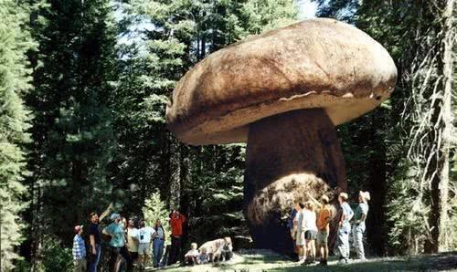 世界上最大的真菌，在地下延伸2400多年，体重是蓝鲸的4倍