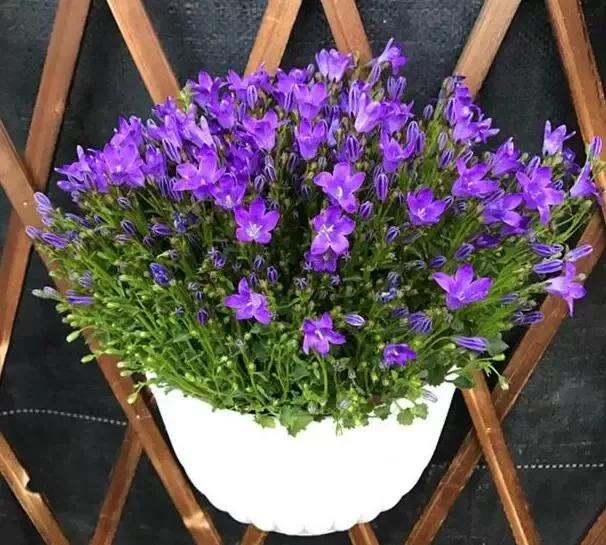 花市买的“风铃花”，花量大花期长，冬天也能开，开成紫色大花球