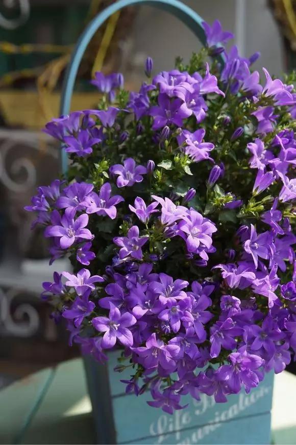花市买的“风铃花”，花量大花期长，冬天也能开，开成紫色大花球