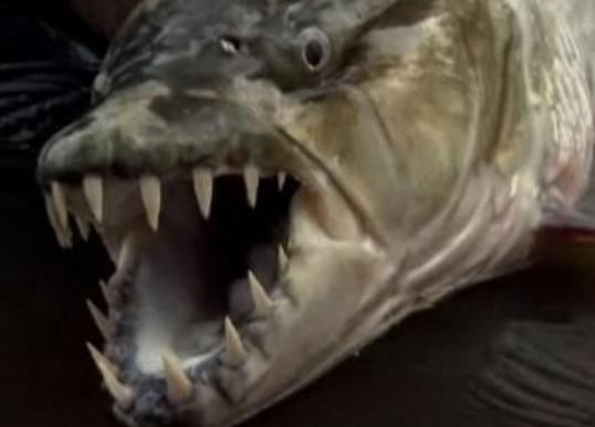 5分钟鳄鱼被啃食成一堆白骨，“鱼界战神”虎鱼，究竟多强大？