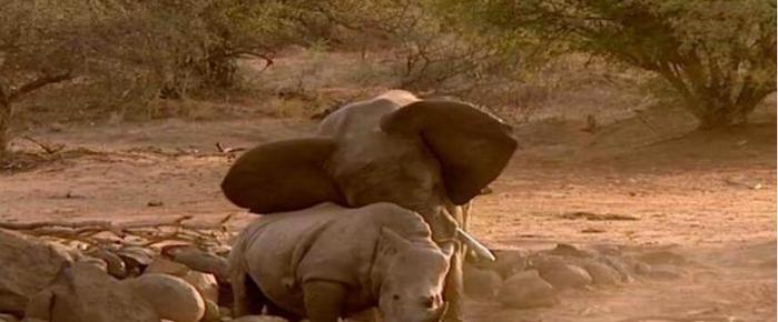 1只犀牛能单挑2只大象，论战斗实力，犀牛从没怕过谁！