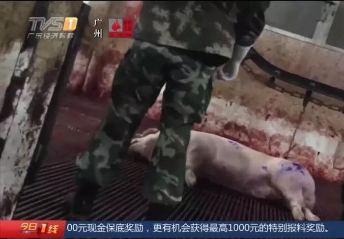 不寒而栗！死猪被“洗白”，给钱就处理！