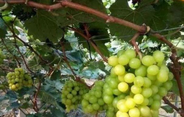 葡萄种植，阳光玫瑰葡萄栽培技术，来学学病虫害防治