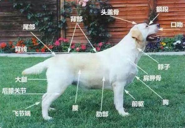 很多人养的拉布拉多犬都是串的，纯种的有5个特点，你的狗纯吗？