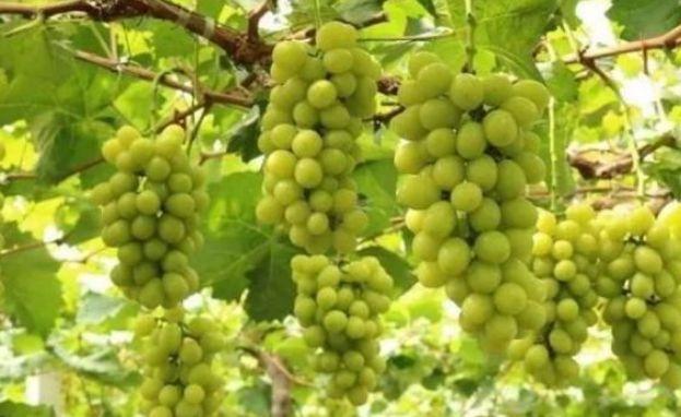 葡萄种植，阳光玫瑰葡萄栽培技术，来学学病虫害防治