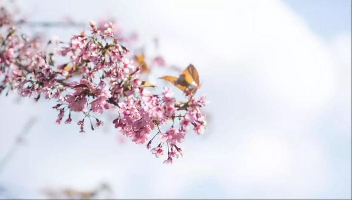 如果冬天来了那春天就在这里等你：游南涧樱花谷，赏最美冬樱花！