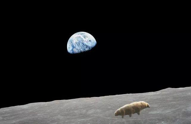 以色列探测器给月球带去一种动物，探测器没了，有人怀疑动物活了