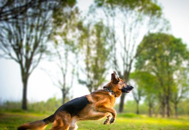 德牧犬、马犬、昆明犬哪个最适合家养？了解一下，挑选不纠结