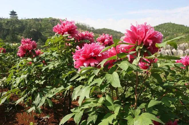 安徽的丫山与江西的丫山究竟有何不同呢？赏花往安徽，观瀑去江西