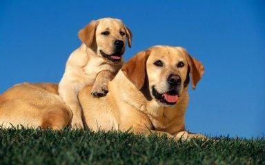 很多人养的拉布拉多犬都是串的，纯种的有5个特点，你的狗纯吗？