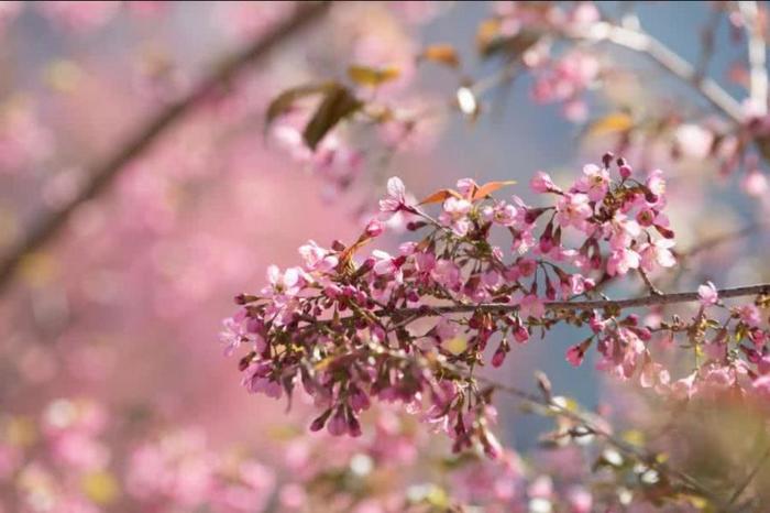 如果冬天来了那春天就在这里等你：游南涧樱花谷，赏最美冬樱花！