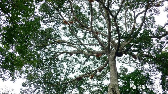 景迈山上有棵奇树  重重枝丫上吊缀满密密的野蜂巢