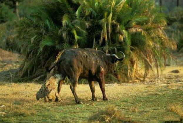 鬣狗施展掏肛绝技把野牛放倒，不马上开吃却站在一旁发呆，啥情况