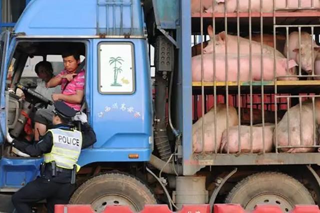 北方吃不完，南方没肉吃，中南6省禁调令生效，南方猪肉要涨价？