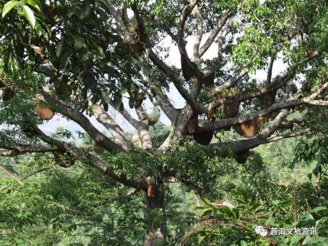 景迈山上有棵奇树  重重枝丫上吊缀满密密的野蜂巢