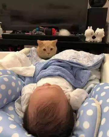 小宝宝睡着了，橘猫竟趴在床边若有所思？