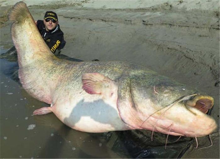 重达300斤湄公河“巨鱼”，引进中国后却长不到15斤，太不争气！