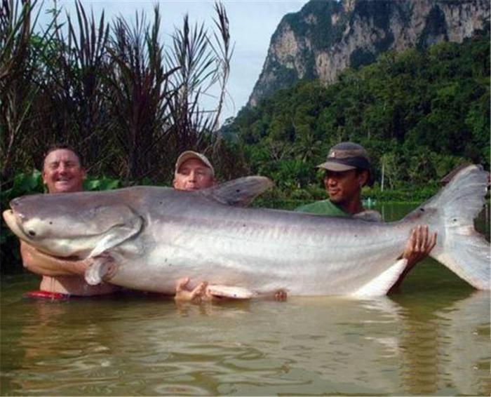 重达300斤湄公河“巨鱼”，引进中国后却长不到15斤，太不争气！