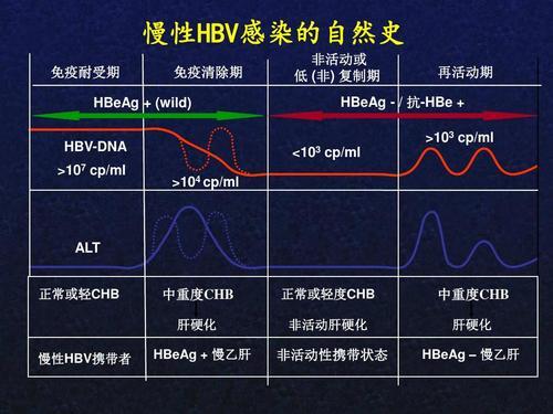 乙肝各阶段转归方向，e抗原阳性或消失，提示含义不同